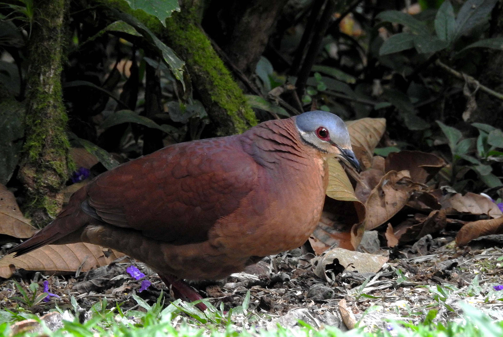Chiriqui-Quail Dove at Rancho Naturalista