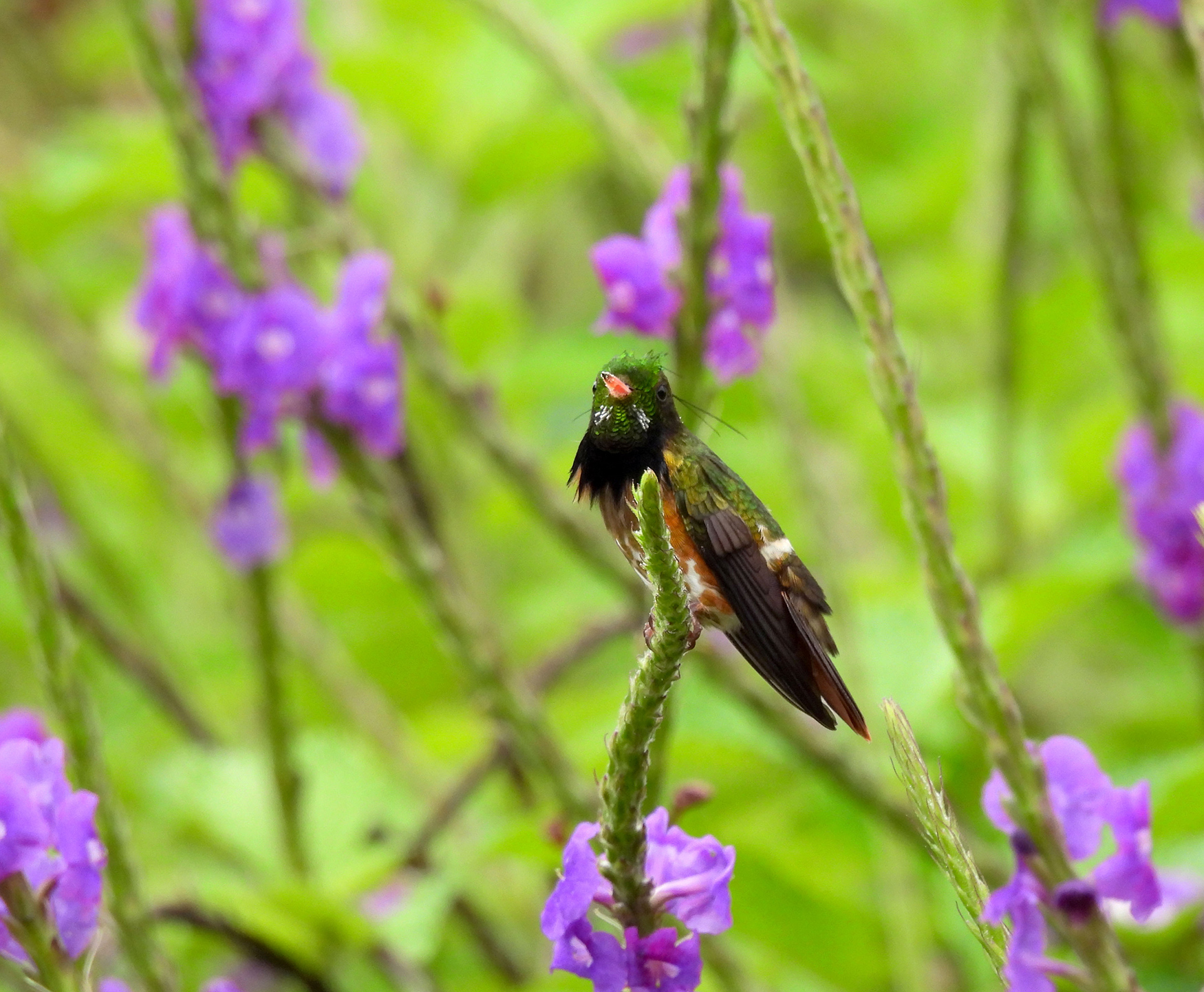 Black-crested Coquette at Rancho Naturalista