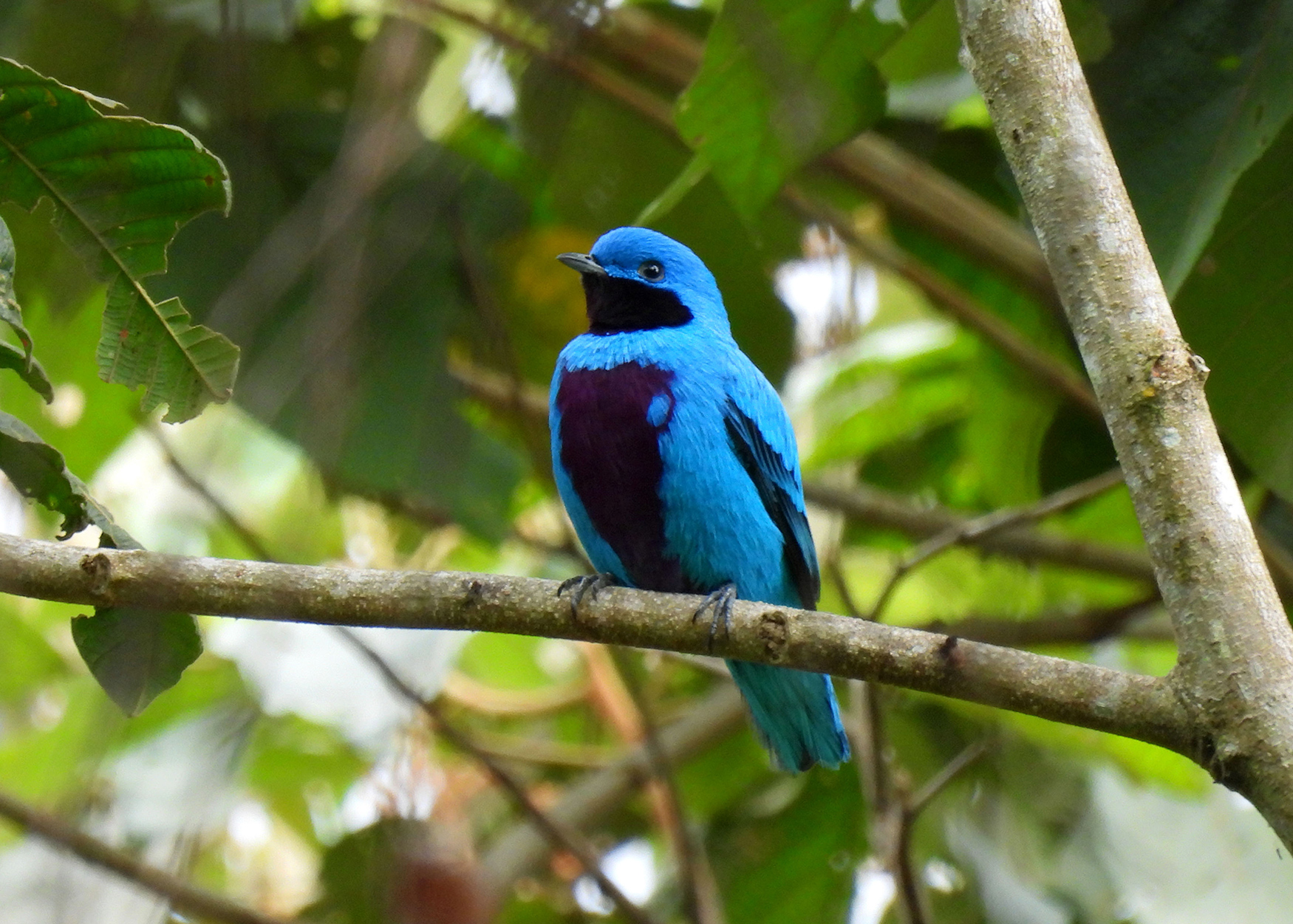 Lovely Cotinga Rancho Naturalista