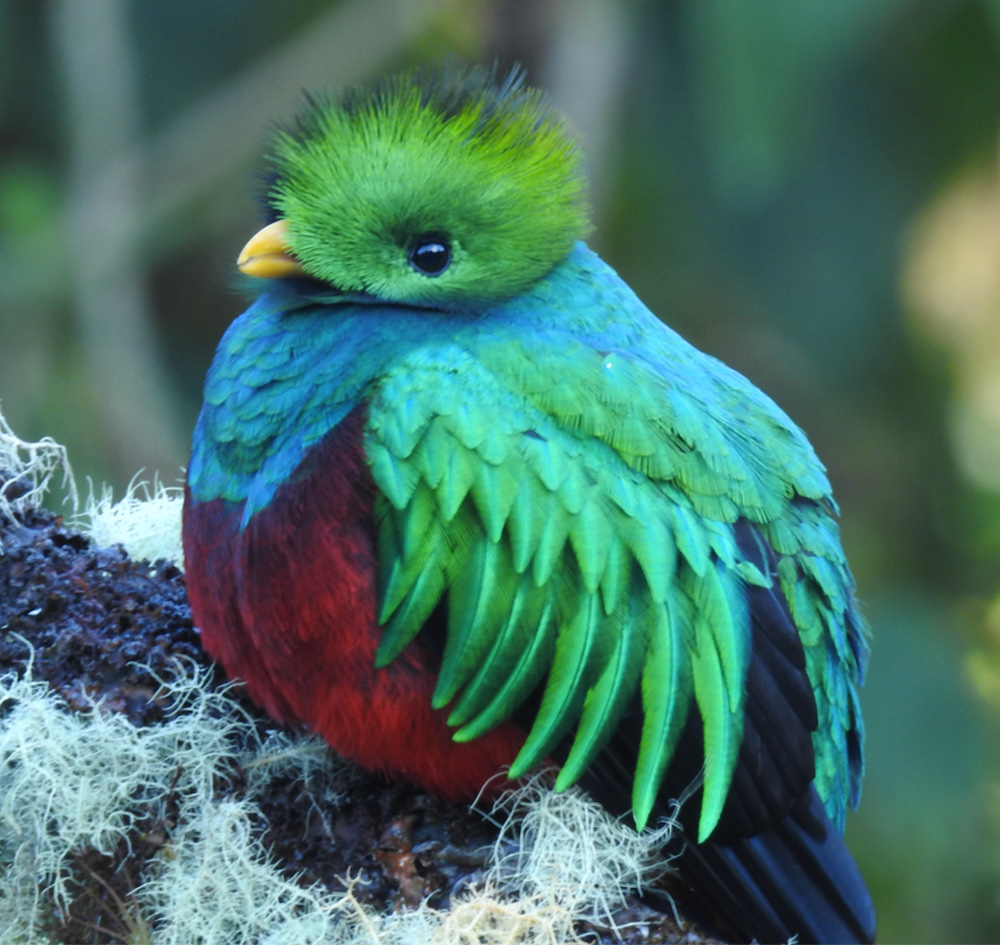 Resplendent Quetzal Costa Rica