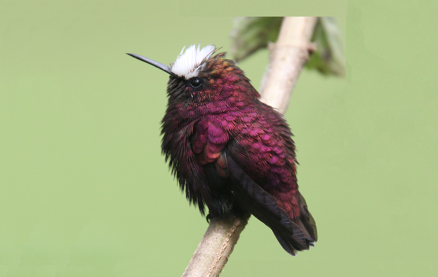 Snowcap at Rancho Naturalista
