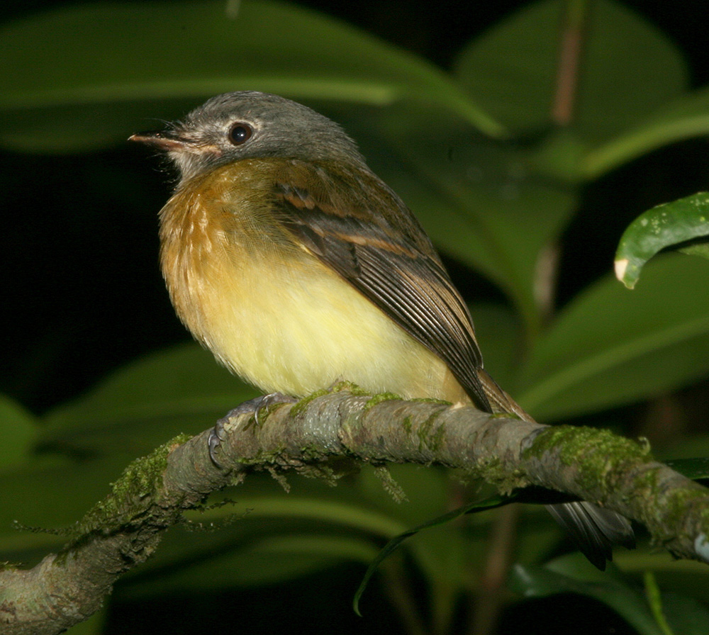 Tawny-chested Flycatcher at Rancho Naturalista