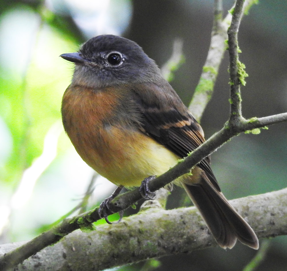 Tawny-chested Flycatcher at Rancho Naturalista