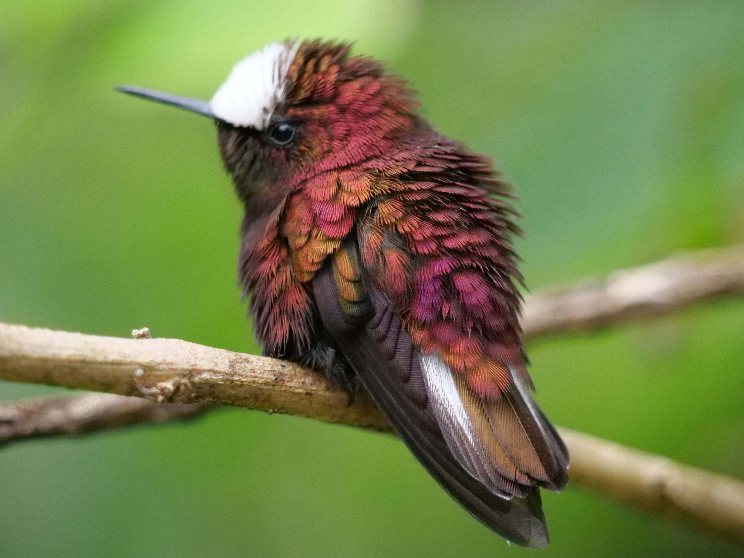 Featured-Snowcap Hummingbird Paradise